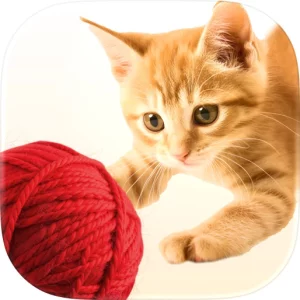 Kitty Kingdom guru